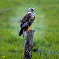 Marsh harrier