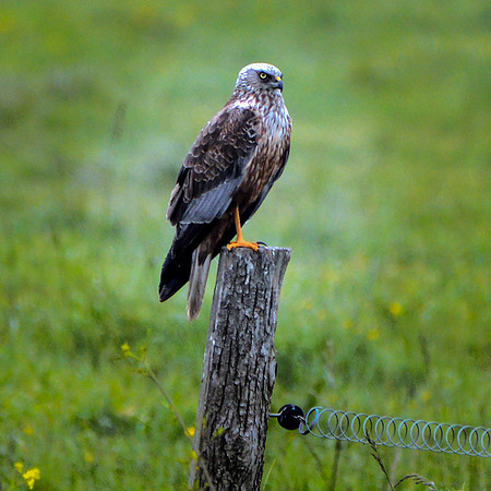Marsh harrier