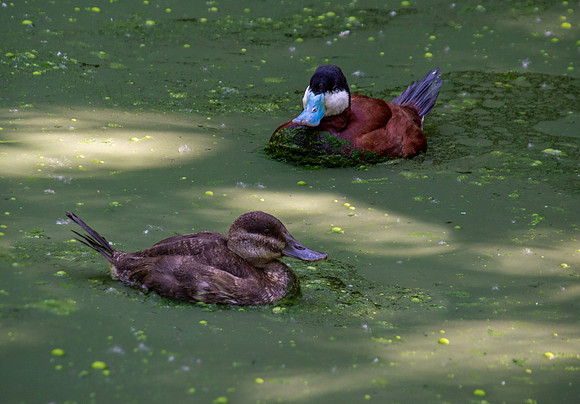 Ruddy duck – male and female