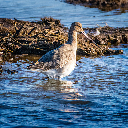Black tailed godwit