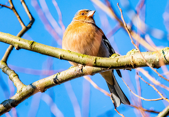 Chaffinch