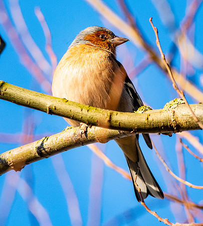 Chaffinch