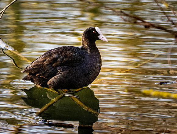 Coot