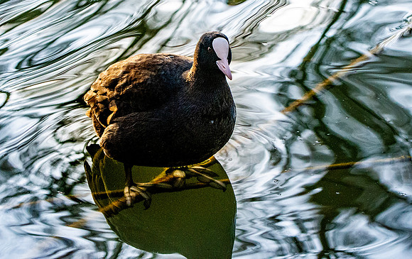 Coot