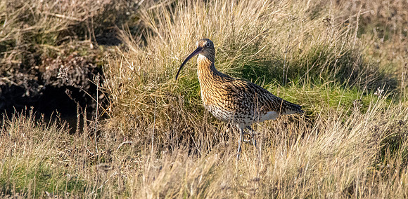 Curlew