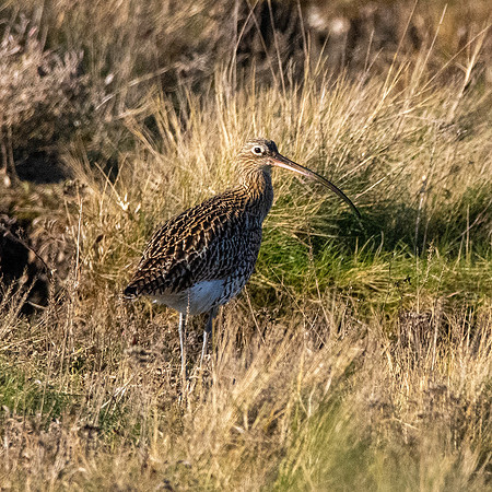 Curlew