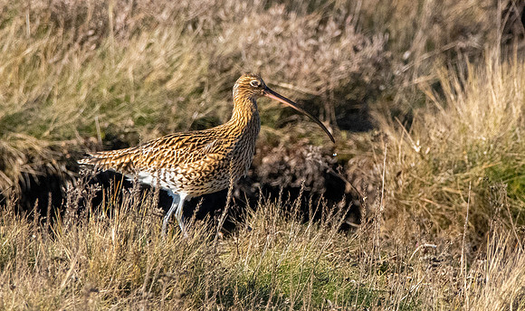 Curlew