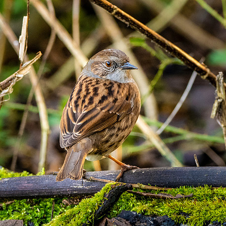 Dunnock / Hedge Sparrow