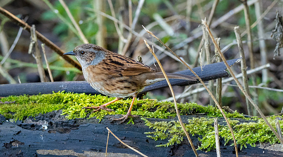 Dunnock / Hedge Sparrow