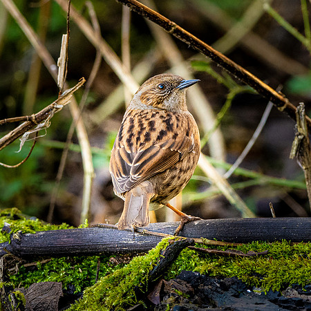 Dunnock / Hedge Sparrow