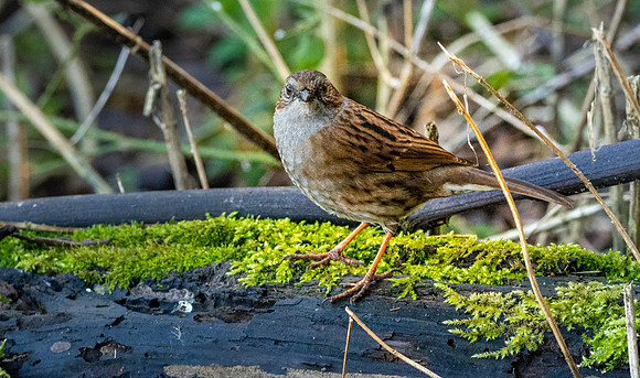 Dunnock / Hedge Sparrow