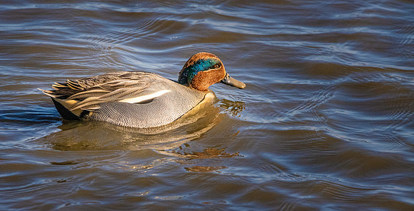 Common teal