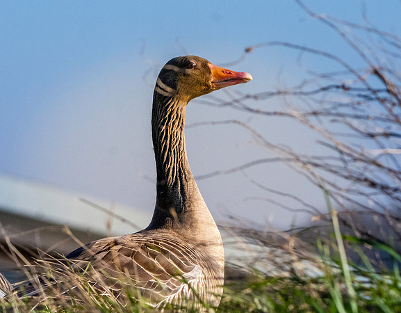 Greylag goose