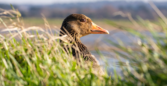 Greylag goose