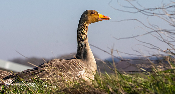 Greylag goose