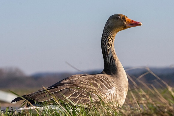 Greylag goose