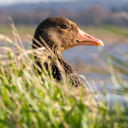 Greylag goose