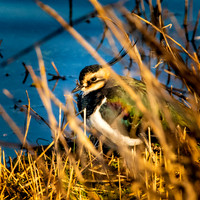 Northern Lapwing