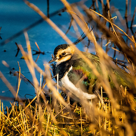 Northern Lapwing