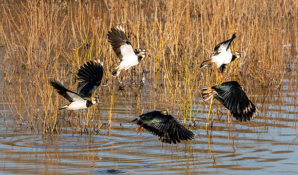 Northern Lapwing