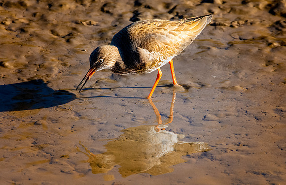 Common Redshank