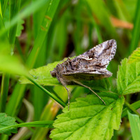 Silver Y moth
