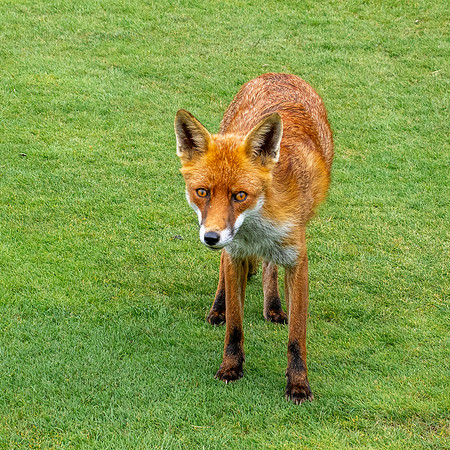 Red fox