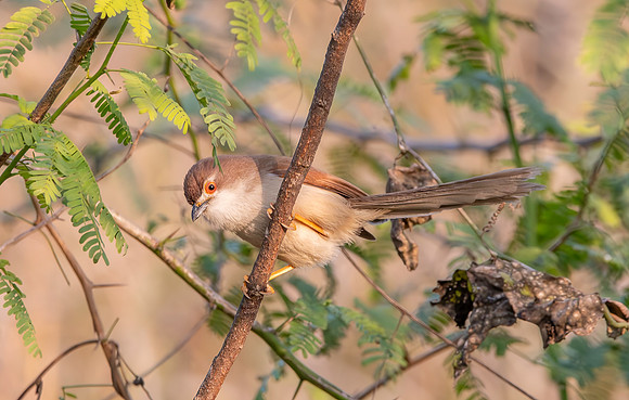 Yellow eyed babbler