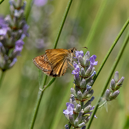 Dingy skipper