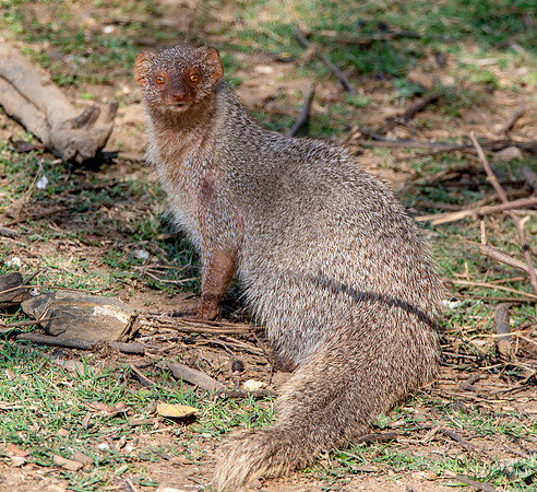 Indian grey mongoose