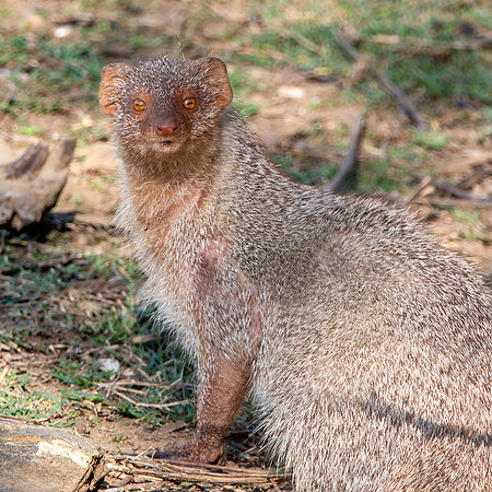 Indian grey mongoose