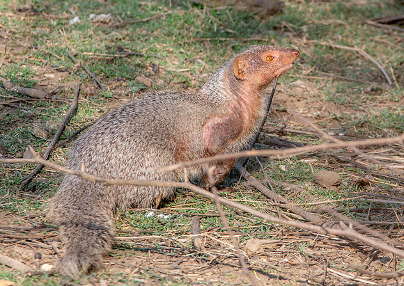 Indian grey mongoose