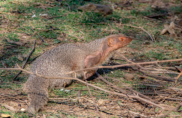 Indian grey mongoose