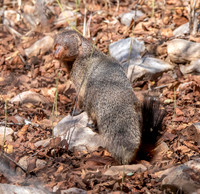 Ruddy mongoose