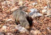 Ruddy mongoose