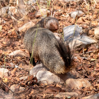 Ruddy mongoose