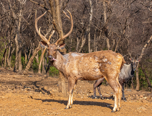 Sambar deer
