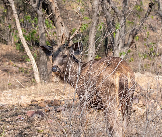 Sambar deer