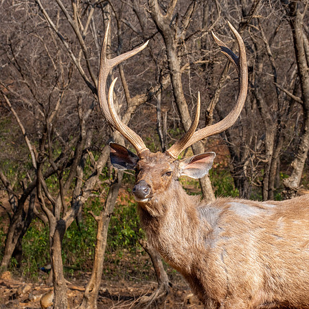 Sambar deer