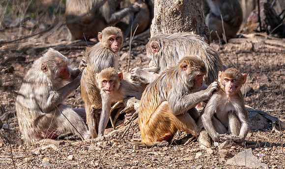 Macaque family