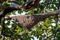 Honey bee swarm