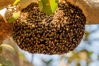 Honey bee swarm