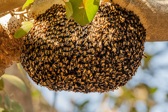 Honey bee swarm