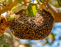 Honey bee swarm