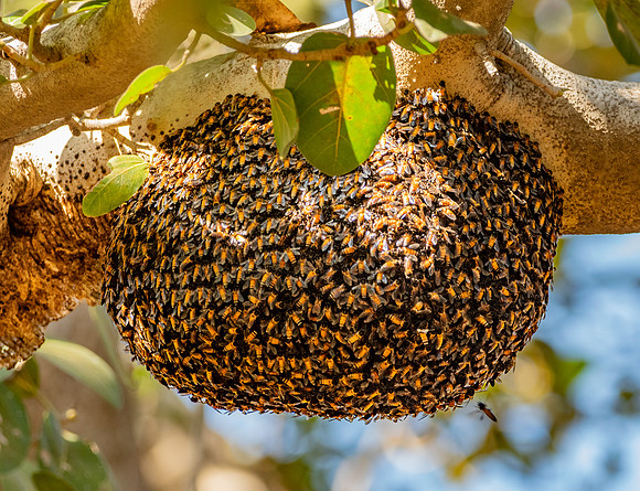 Honey bee swarm