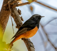Black redstart