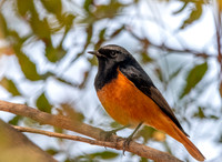 Black redstart