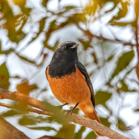 Black redstart