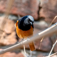 Black redstart