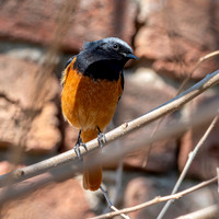 Black redstart